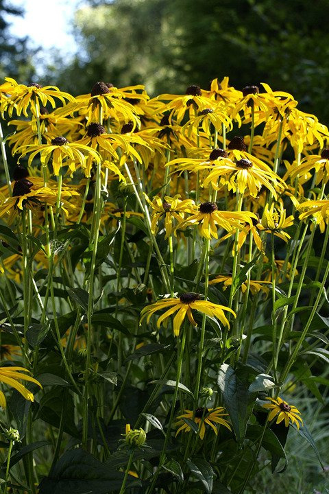Rudbekia błyskotliwa Rudbeckia fulgida C1,5