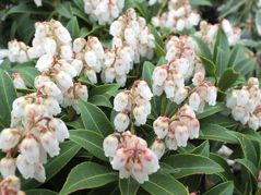 Pieris japoński Cupido Pieris japonica C1,5
