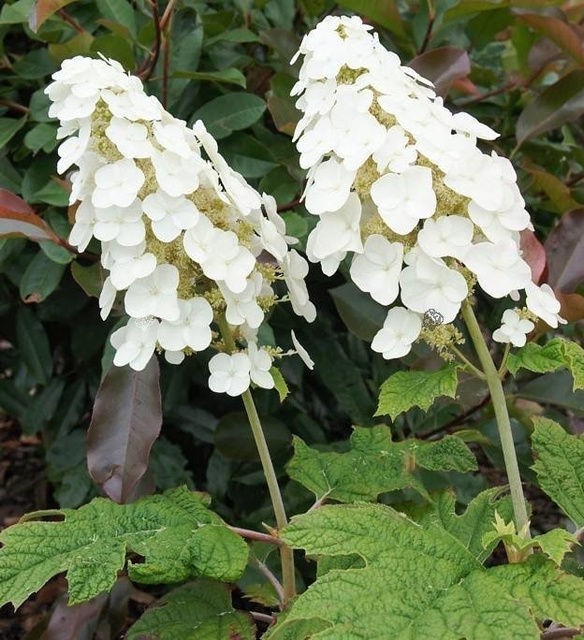 Hortensja dębolistna Snow Queen Flemygea Hydrangea quercifolia P9