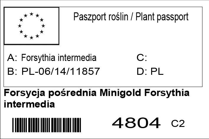 Forsycja pośrednia Minigold Forsythia intermedia C2