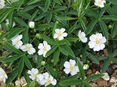 Pięciornik biały Potentilla alba P9