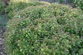 Kalina koralowa Nanum Viburnum opulus C2