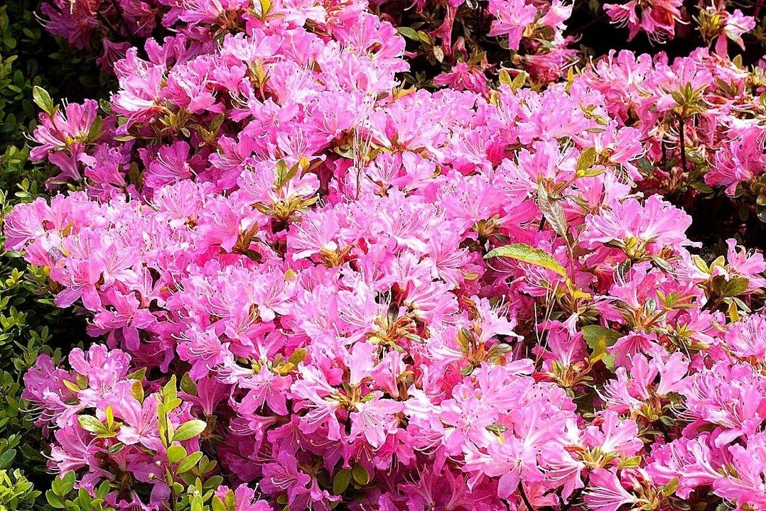 Azalia japońska Diamant Rosa Rhododendron obtusum C2