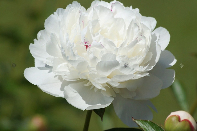 Piwonia biała Paeonia C2