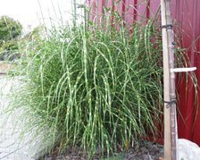 Miskant chiński Little Giraffe Miscanthus sinensis C3