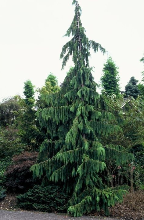 Cyprysik nutkajski Pendula Chamaecyparis nootkatensis C2