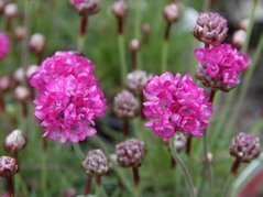 Zawciąg nadmorski Rubra Armeria maritima P9