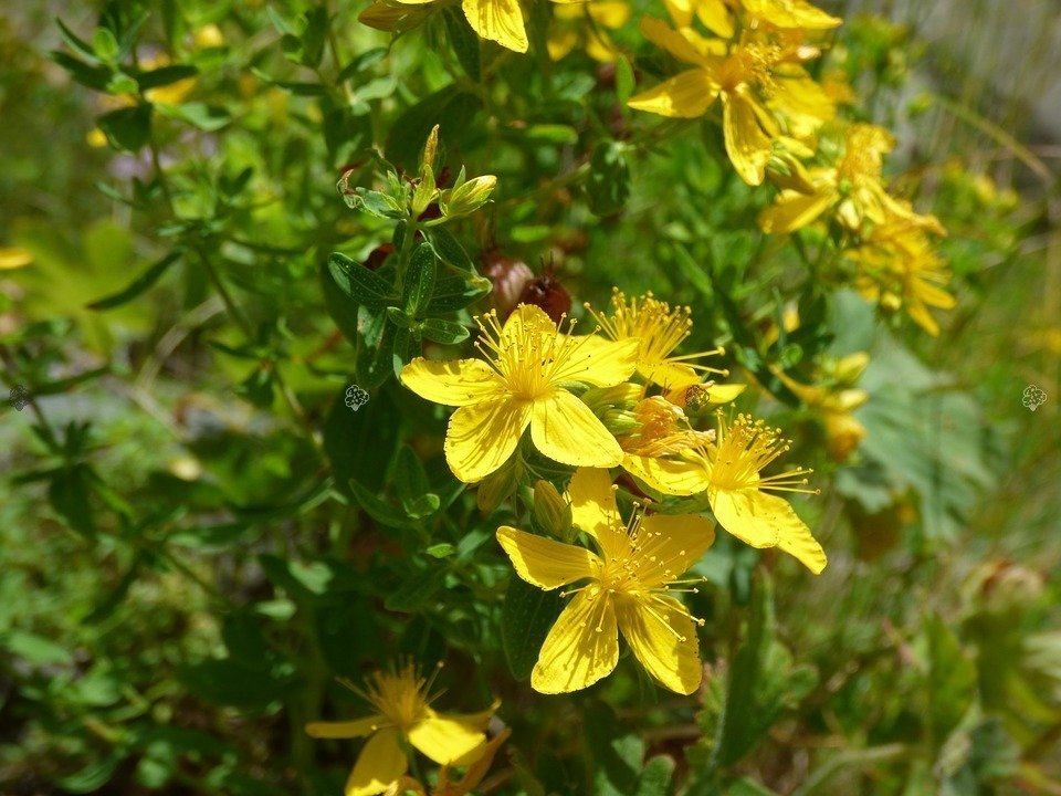 Dziurawiec kielichowaty Hypericum calycinum P9
