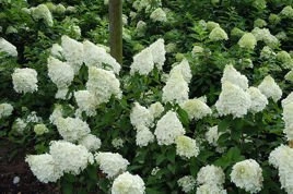 Hortensja bukietowa Polar Bear PBR Hydrangea paniculata P9