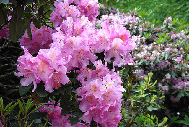 Różanecznik dahurski Regal Rhododendron dauricum C2