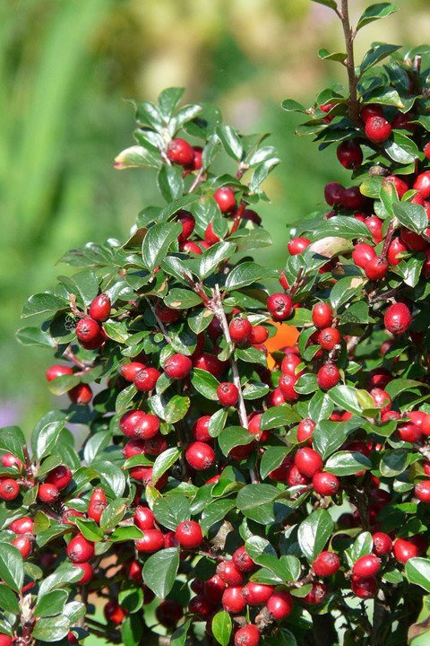 Irga szwedzka Coral Beauty Cotoneaster suecicus P9