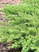 Jałowiec nadbrzeżny Schlager Juniperus conferta C5