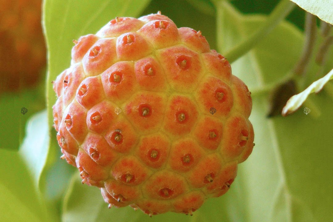 Dereń kousa Cornus kousa P9