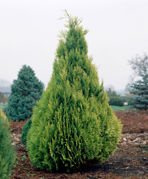 Cyprysik Lawsona Ivonne Chamaecyparis lawsoniana C3