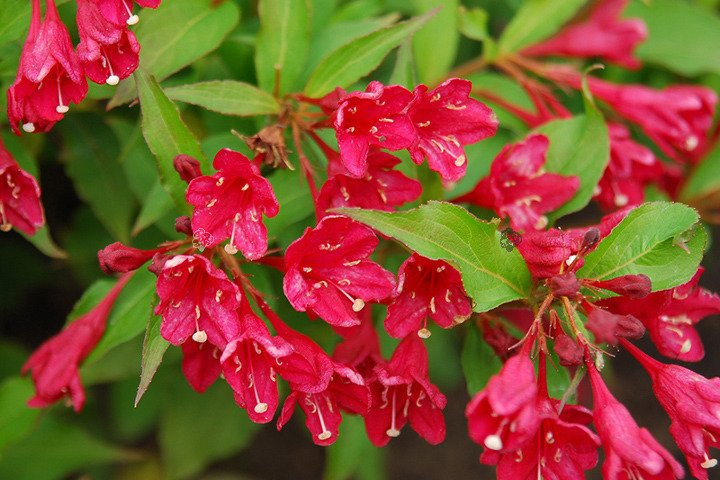 Krzewuszka cudowna Red Prince Weigela florida C2