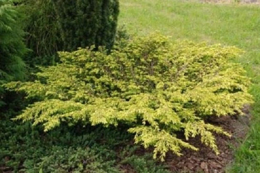 Jałowiec pospolity Goldschatz Juniperus communis C2
