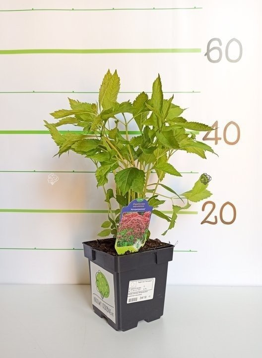 Sadziec plamisty Atropurpureum Eupatorium maculatum P13