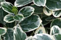 Trzmielina Fortune'a Silver Queen Euonymus fortunei P9