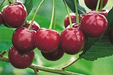 Wiśnia Nefris Prunus cerasus