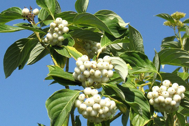 Dereń rozłogowy Flaviramea Cornus sericea C2