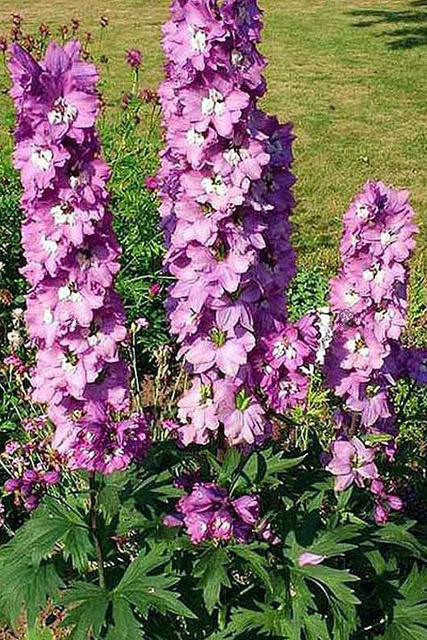 Ostróżka Pacific Giant Astolat Delphinium colt. C1