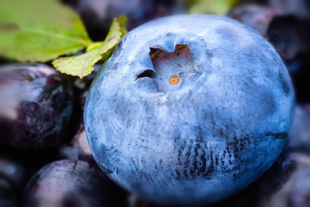 Borówka amerykańska Spartan Vaccinium corymbosum P9