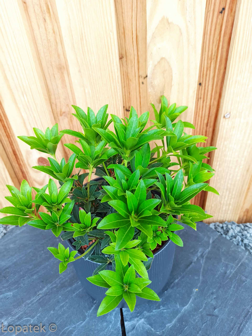 Pieris japoński Cupido Pieris japonica C1,5