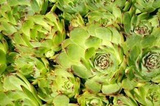 Rojnik Mahogany Sempervivum P9