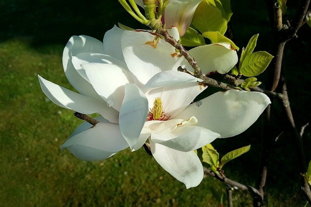 Magnolia Soulange'a Alba Superba Magnolia soulangeana C3