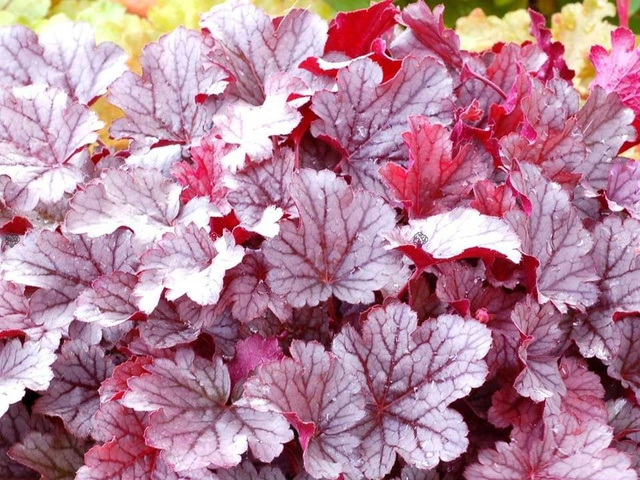 Żurawka Milan PBR Heuchera
