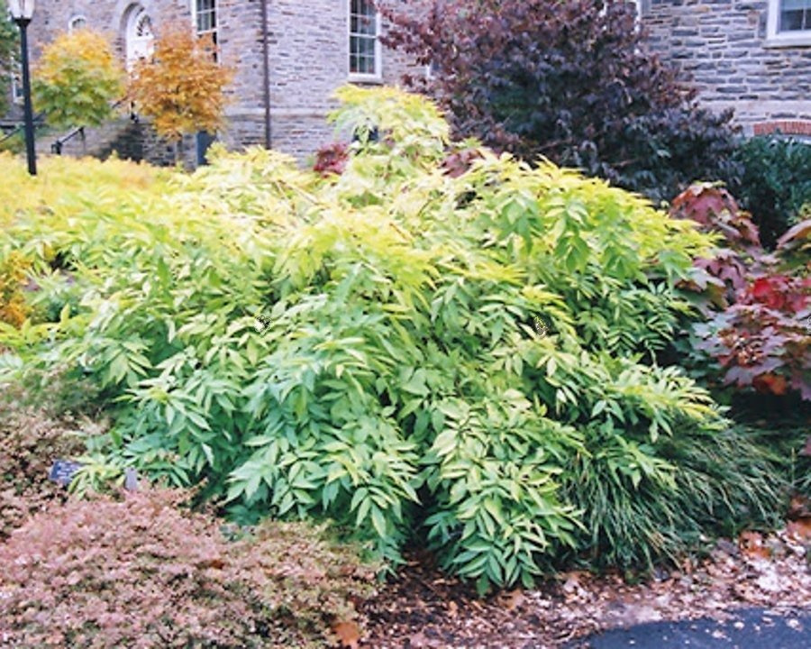 Bez czarny Aurea Sambucus nigra C3