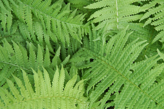 Pióropusznik Strusi Matteuccia struthiopteris C2