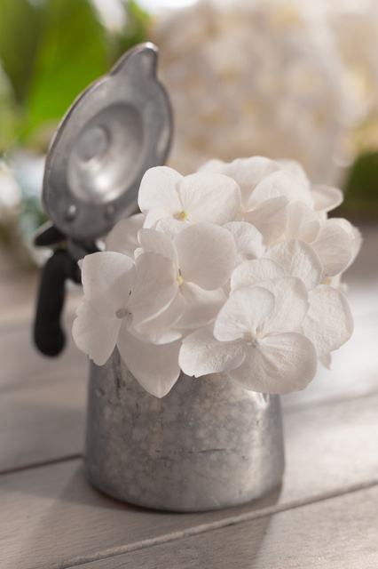Hortensja ogrodowa Pax Hydrangea macrophylla P9