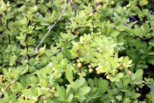 Berberys Thunberga Green Ornament Berberis thunbergii P9