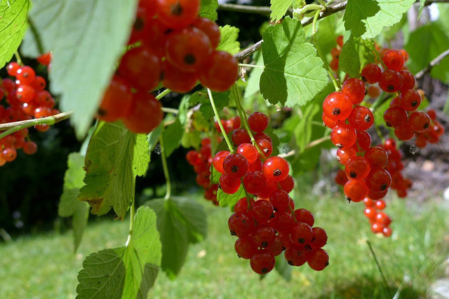 Porzeczka czerwona Jonkheer van Tets Ribes rubrum C2