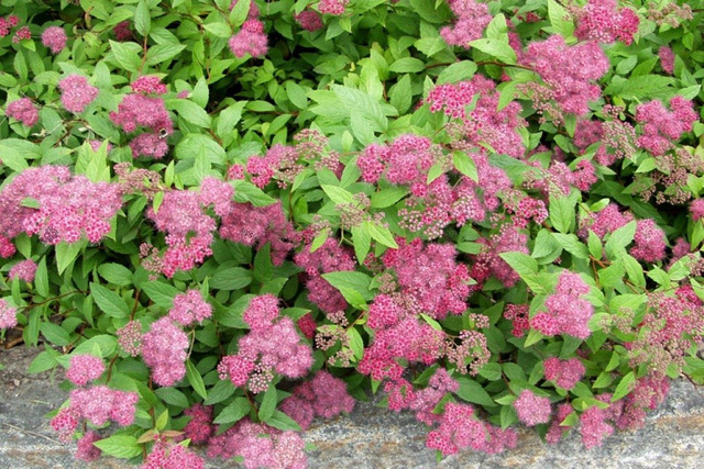 Tawuła japońska Froebelii Spiraea japonica P9