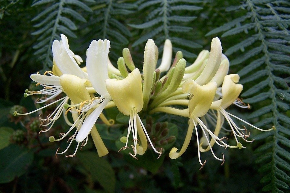 Wiciokrzew pomorski Graham Thomas Lonicera periclymenum P9