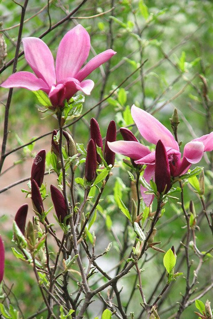 Magnolia Susan Magnolia C5