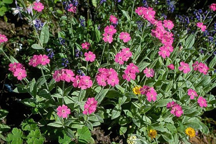 Firletka jowiszowa Peggy Lychnis flos-jovis nana P9