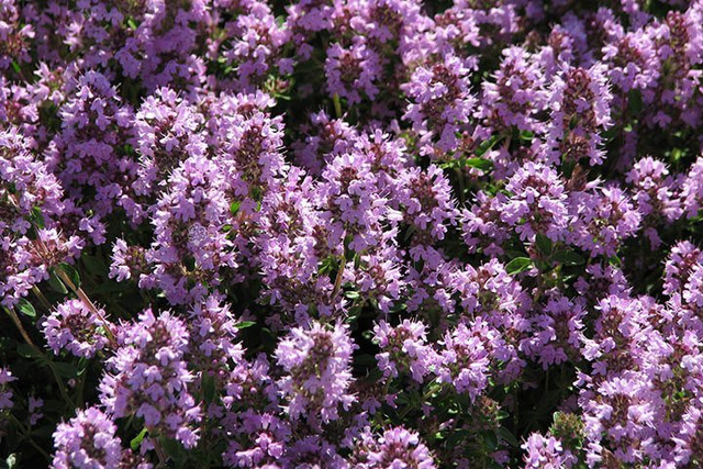 Macierzanka piaskowa Elfin Thymus serpyllum P9