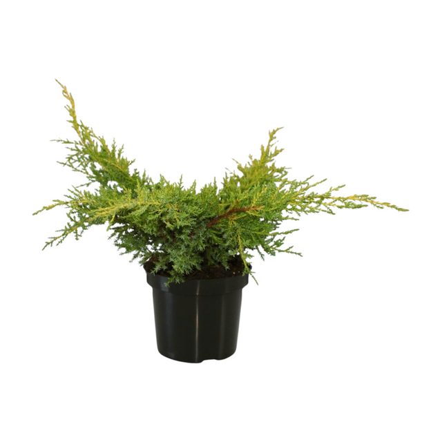 Jałowiec Pfitzera Goldkissen Juniperus pfitzeriana C2