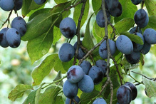 Śliwa Węgierka Zwykła Prunus domestica