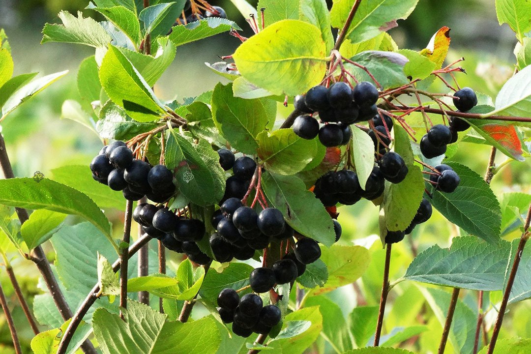 Aronia czarnoowocowa Aronia melanocarpa C2