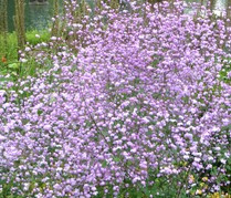 Rutewka Delavay'a Splendide Thalictrum delavayi C2