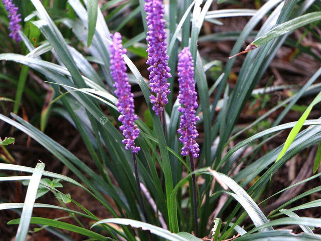 Liriope szafirkowata Big Blue Liriope muscari P9