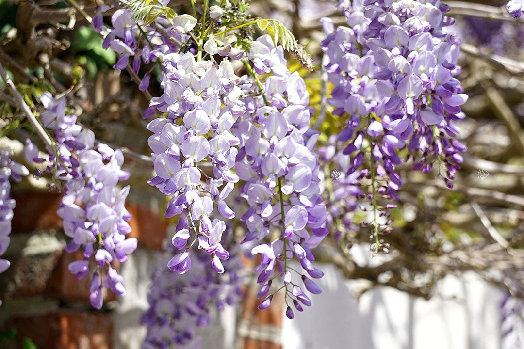 Glicynia chińska Blau Wisteria sinensis P9