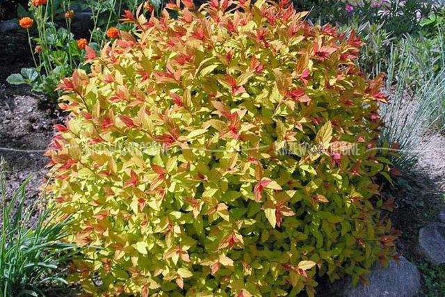 Tawuła japońska Magic Carpet PBR Spiraea japonica C2