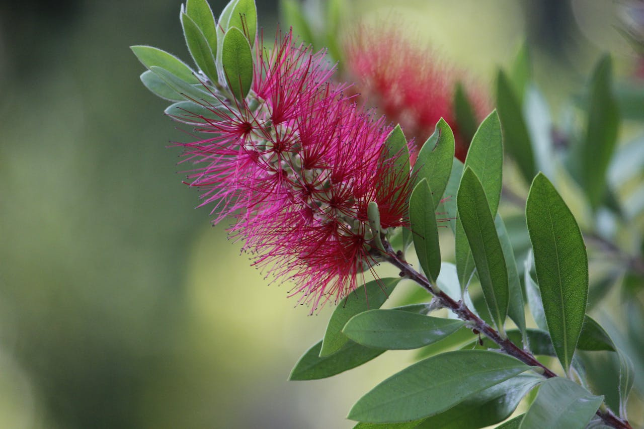 Kuflik Mauve Mist Callistemon P9