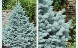 Świerk kłujący Fat Albert Picea pungens