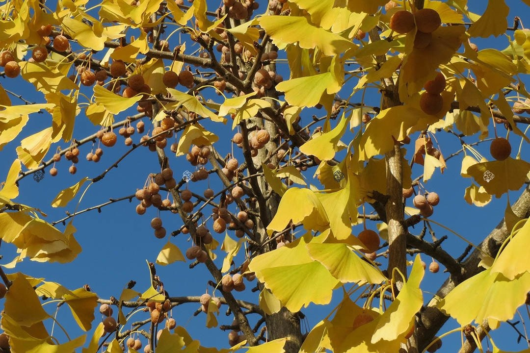 Miłorząb dwuklapowy Ginkgo biloba C5